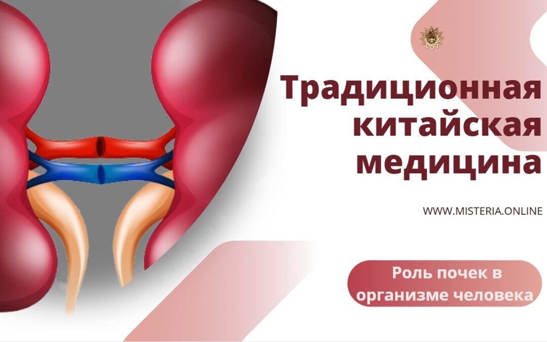 Роль почек в организме человека