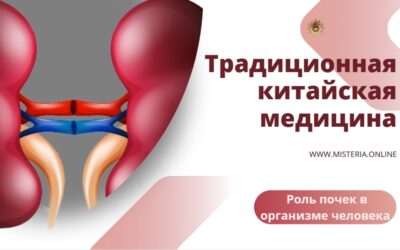Роль почек в организме человека