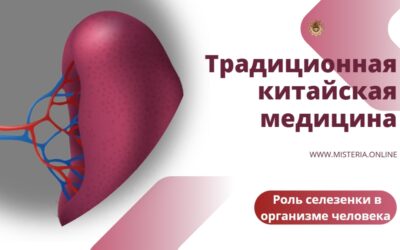 Роль селезенки в организме человека