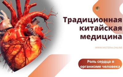 Роль сердца в организме человека