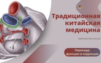 Перикард в ТКМ: функции и методы коррекции